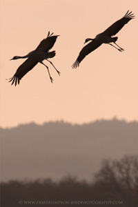 Eurasian Crane © 2010 Fraser Simpson