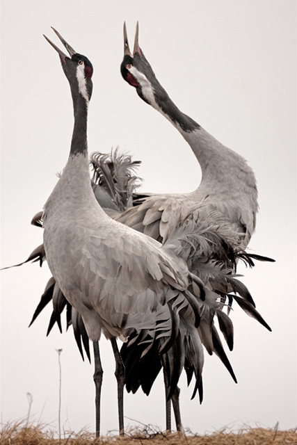Eurasian Cranes, Sweden
