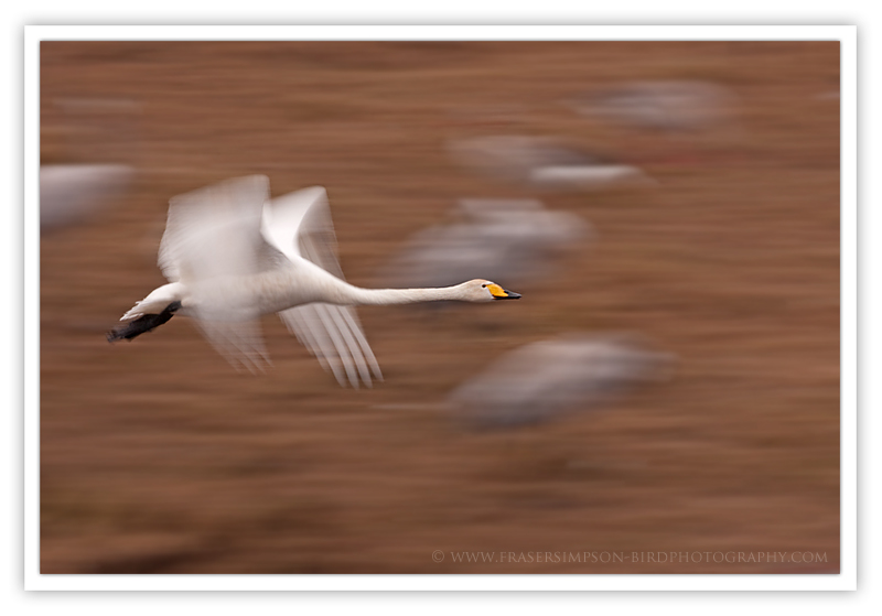 Whooper Swan © 2010 Fraser Simpson