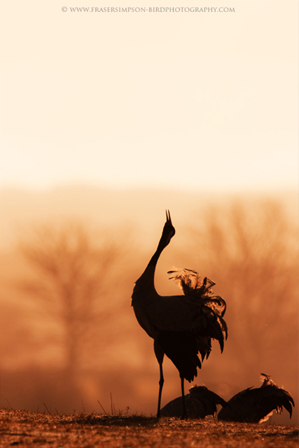 Eurasian Crane, Sweden