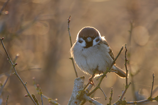 Tree Sparrow © 2008 Fraser Simpson