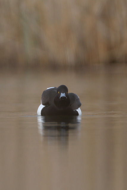 Tufted Duck  © 2008 Fraser Simpson