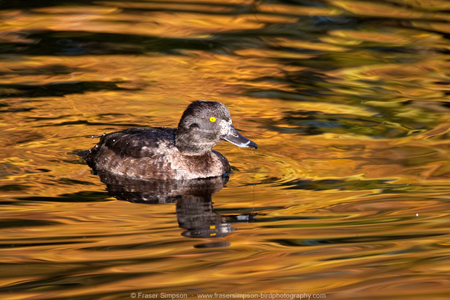 Tufted Duck  © 2013 Fraser Simpson