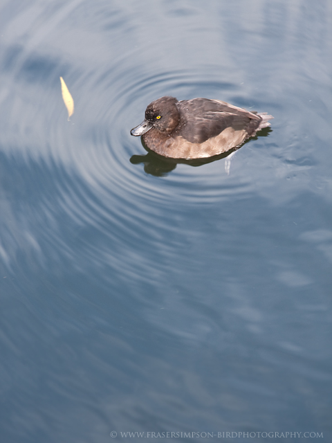Tufted Duck © 2010 Fraser Simpson