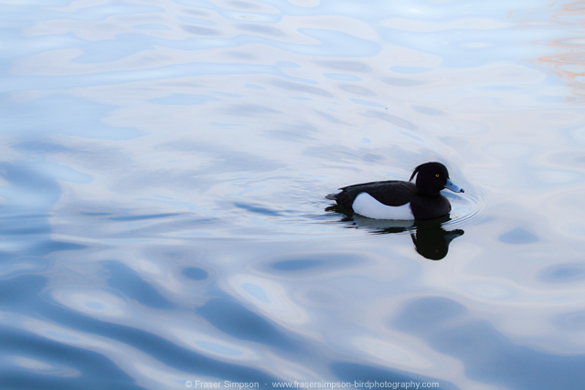 Tufted Duck  © 2014 Fraser Simpson