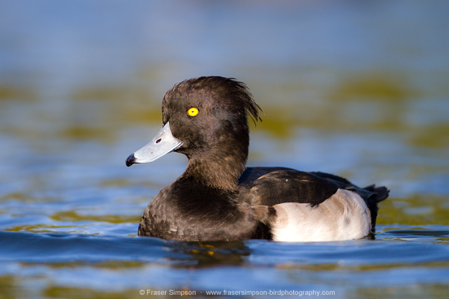Tufted Duck  © 2014 Fraser Simpson