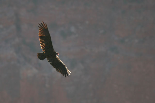 Turkey Vulture © 2006 Fraser Simpson