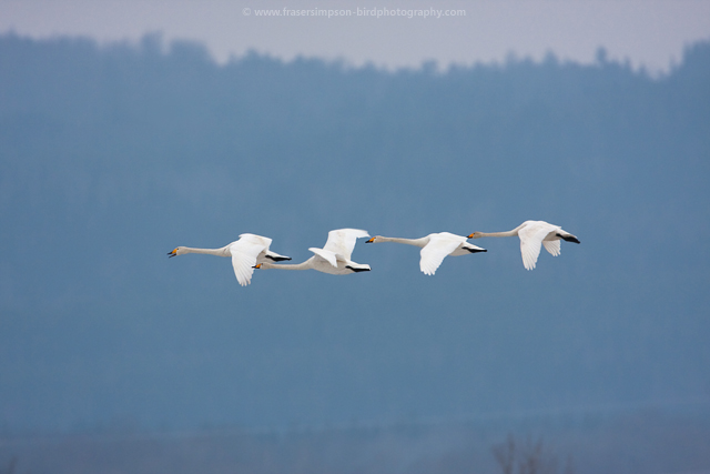 Whooper Swans, Sweden