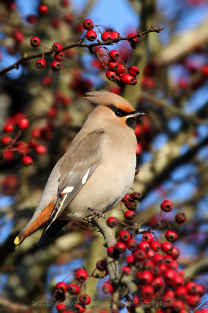Waxwing © 2008 Fraser Simpson