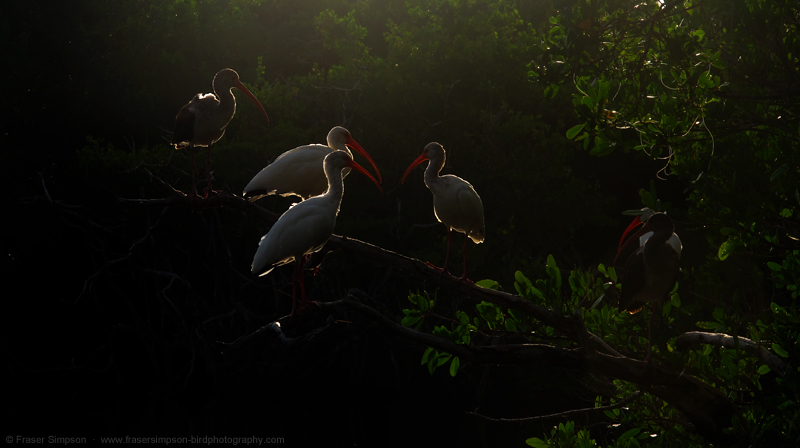 White Ibis © 2014 Fraser Simpson