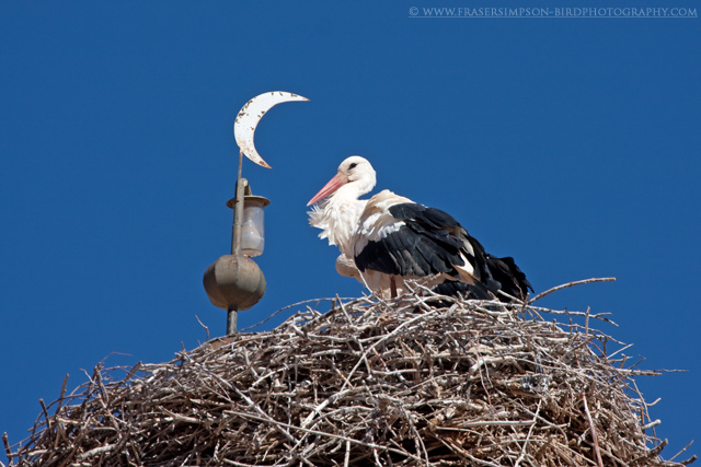White Stork © 2011 Fraser Simpson