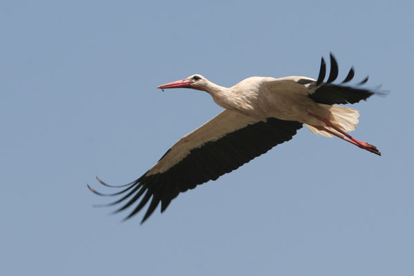 White Stork © 2005 Fraser Simpson