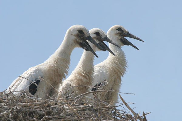 White Stork © 2006 Fraser Simpson