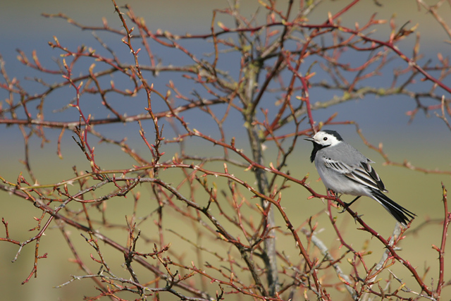 Pied Wagtail © 2007 Fraser Simpson