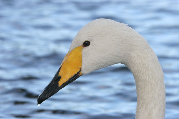 Whooper Swan © 2005 Fraser Simpson