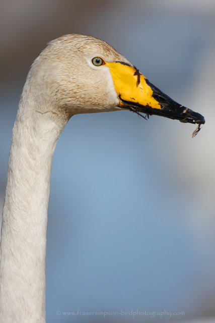 Whooper Swan © 2009 Fraser Simpson