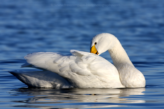 Whooper Swan © 2008 Fraser Simpson