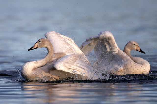 Whooper Swan © 2007 Fraser Simpson