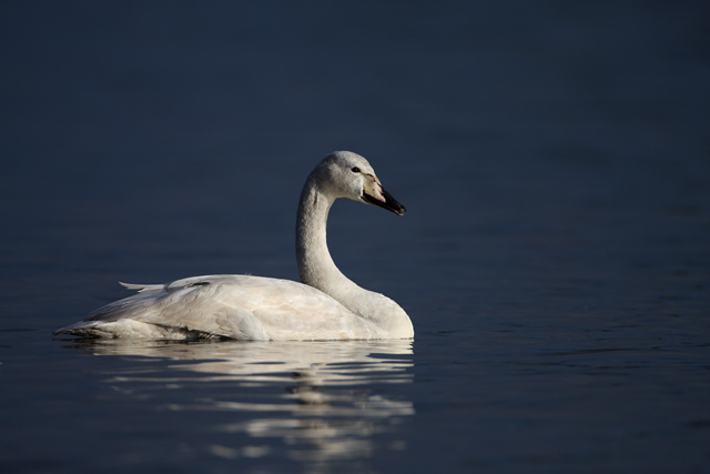 Whooper Swan © 2007 Fraser Simpson