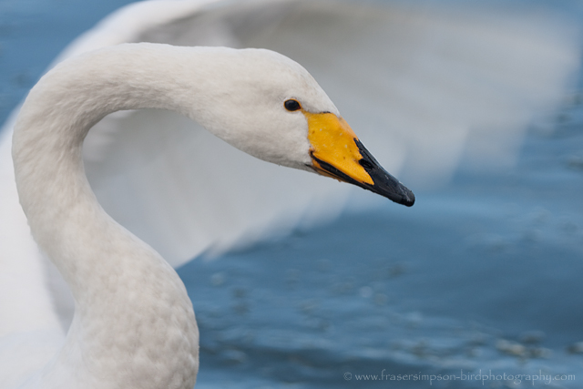 Whooper Swan © 2009 Fraser Simpson