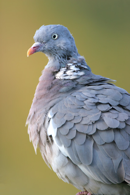 Wood Pigeon © 2007 Fraser Simpson